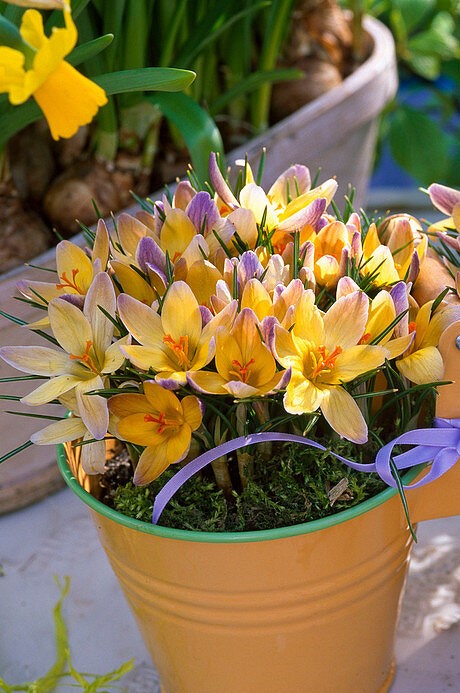 Крокус золотистый Эдванс